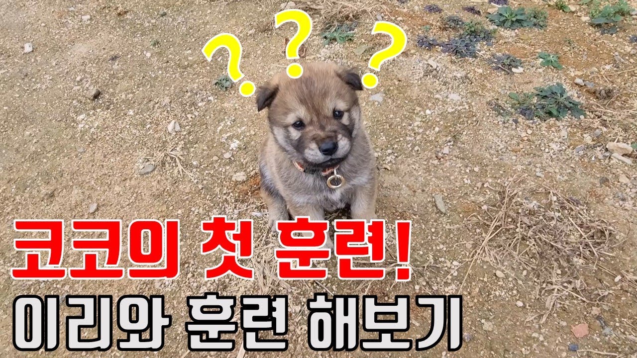코코에게 첫 이리와 훈련을 시켜봤어요