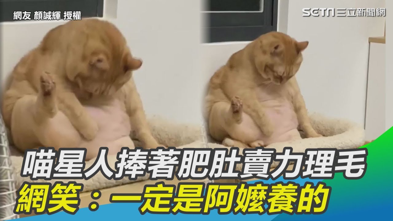 喵星人捧著肥肚賣力理毛　網笑：一定是阿嬤養的｜三立新聞網SETN.com