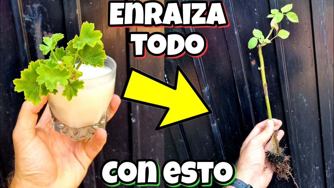 ENRAIZA con ESTO CUALQUIER PLANTA! Enraizante para Árboles cítricos, Frutales, Ramas, Esquejes