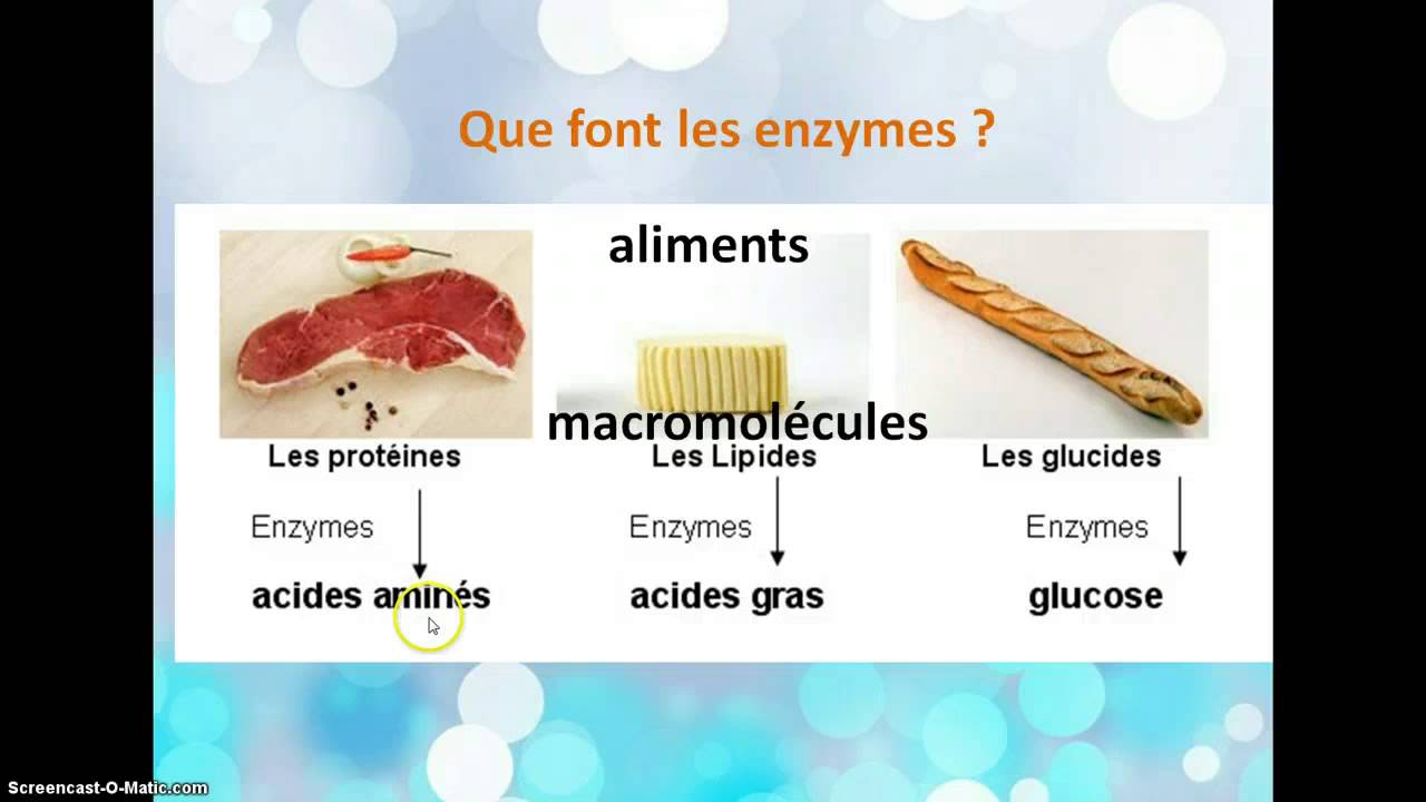 La transformation des aliments en nutriments