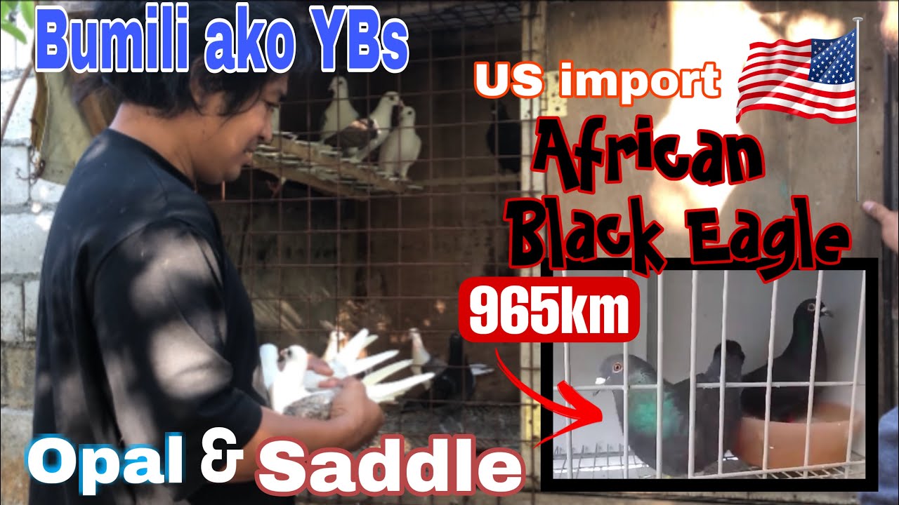 Bumili ako Young Birds – African Black Eagle at Opal & Saddle
