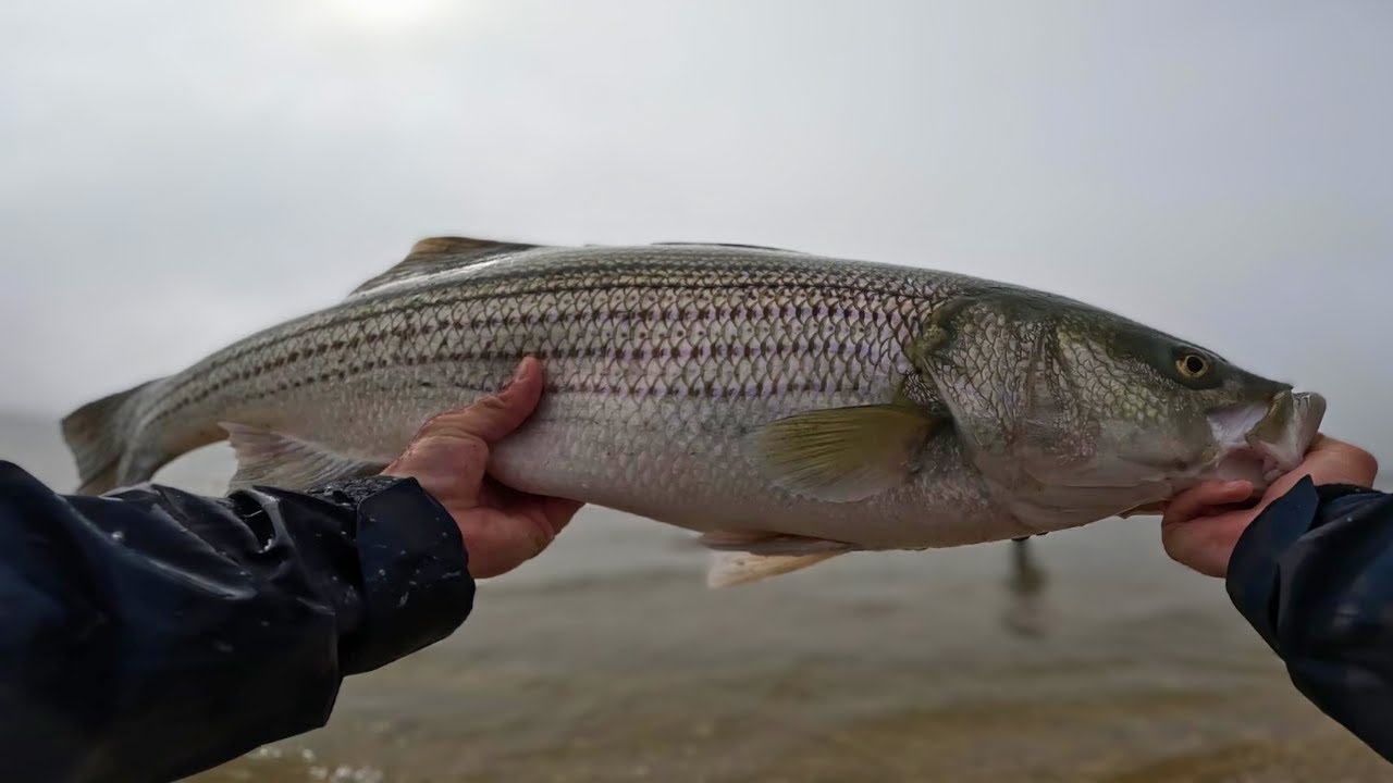 EXPLOSIVE Topwater Striped Bass Fishing (BIG Striper Blitz)