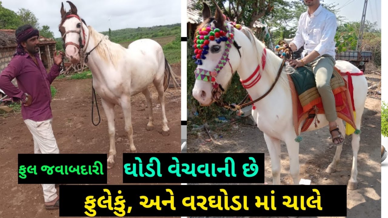 લાલા ભાઈ: 8160244080 , ઘોડી વેચવાની છે @DRKisanHelp_DilipRam