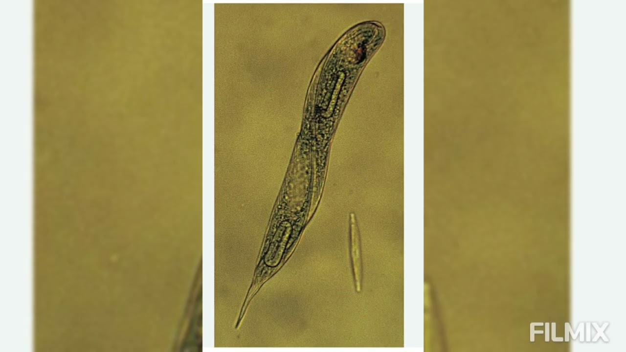 Euglena viridis  =BEHAVIOUR  1. Reaction to Light