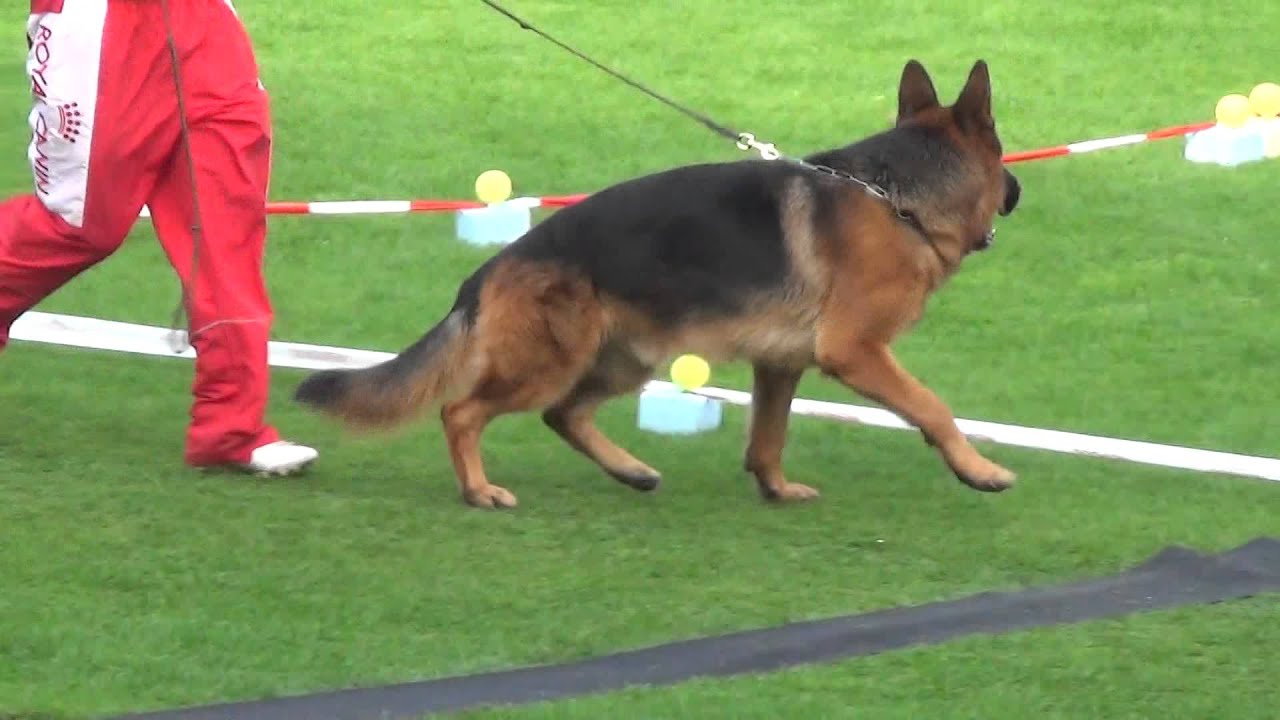 GHKL - Rüden BSZS 2014 Nürnberg