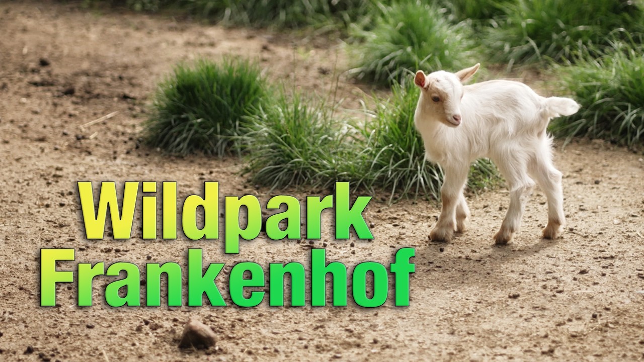 Wildpark Frankenhof - Ein Tag inkl. Greifvogel-Flug-Show