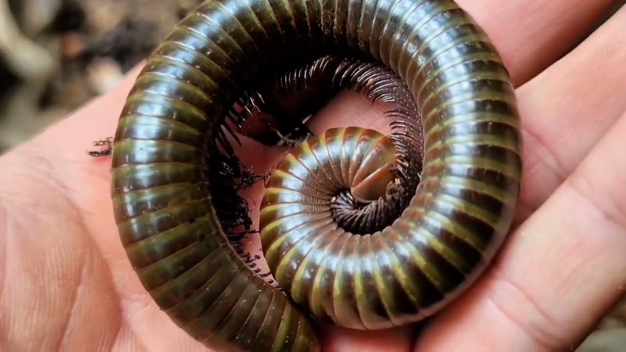 I Caught A Largest Millipede In Asia!! Explore And Catch Mountain Creatures, Millipedes And Larvae