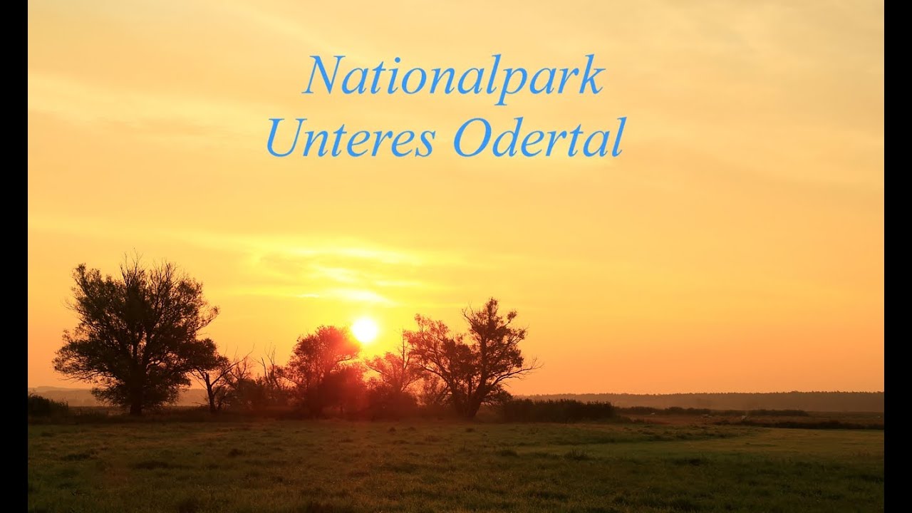 Nationalpark Unteres Odertal, Nationalpark Lower Oder Valley. Wildlife and Nature Photography