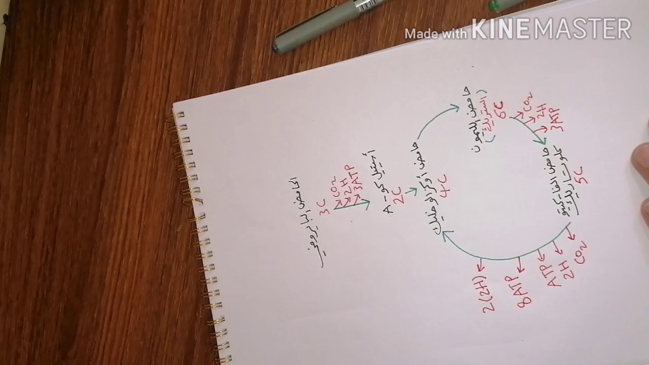 مخطط يوضح((دورة كريبس))