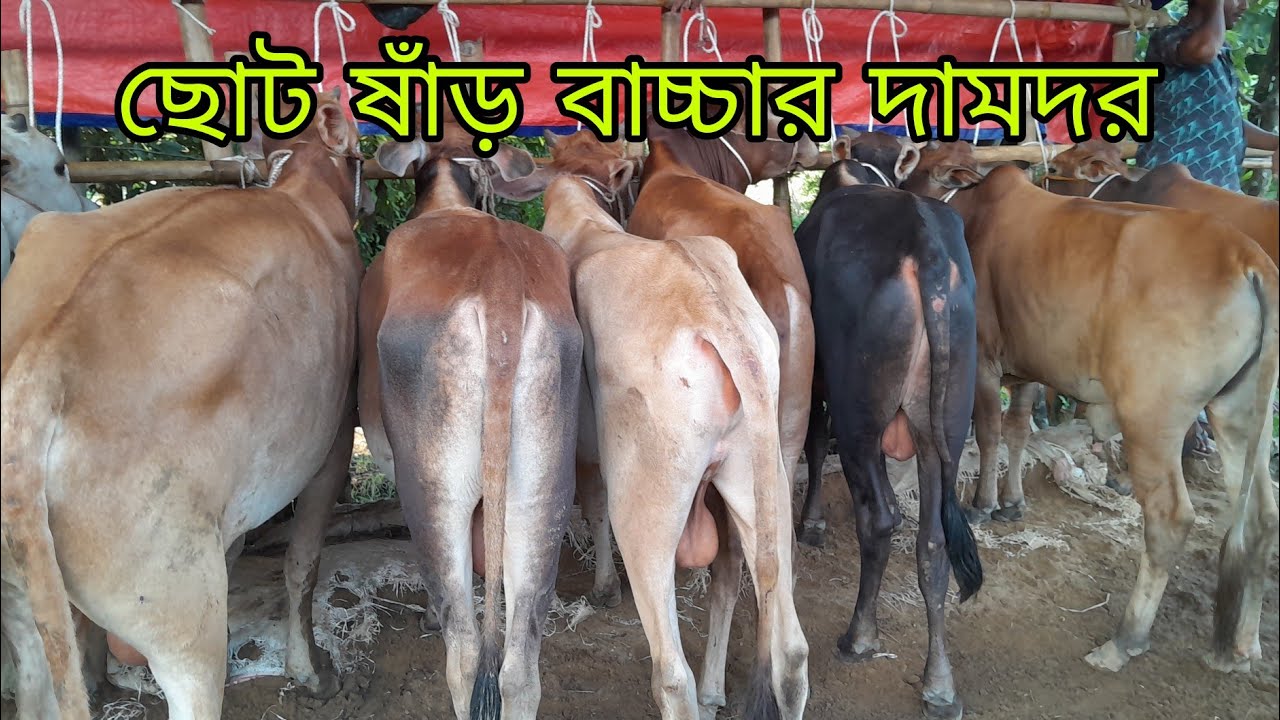 খামার উপযোগী ছোট ষাঁড় বাচ্চার দামদর জানুন, ২৫ হাজার এ ষাঁড় বাচ্চা কিনুন,