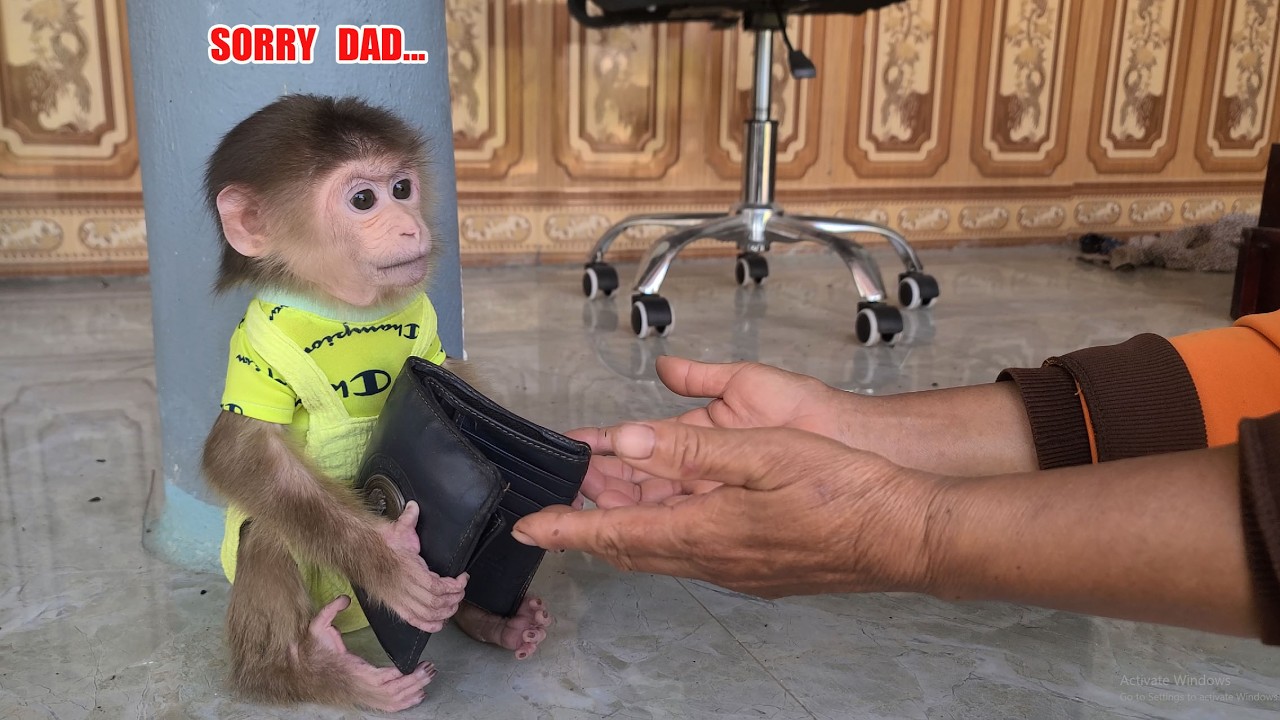 Monkey David stole Daddy's money to buy jelly and milk