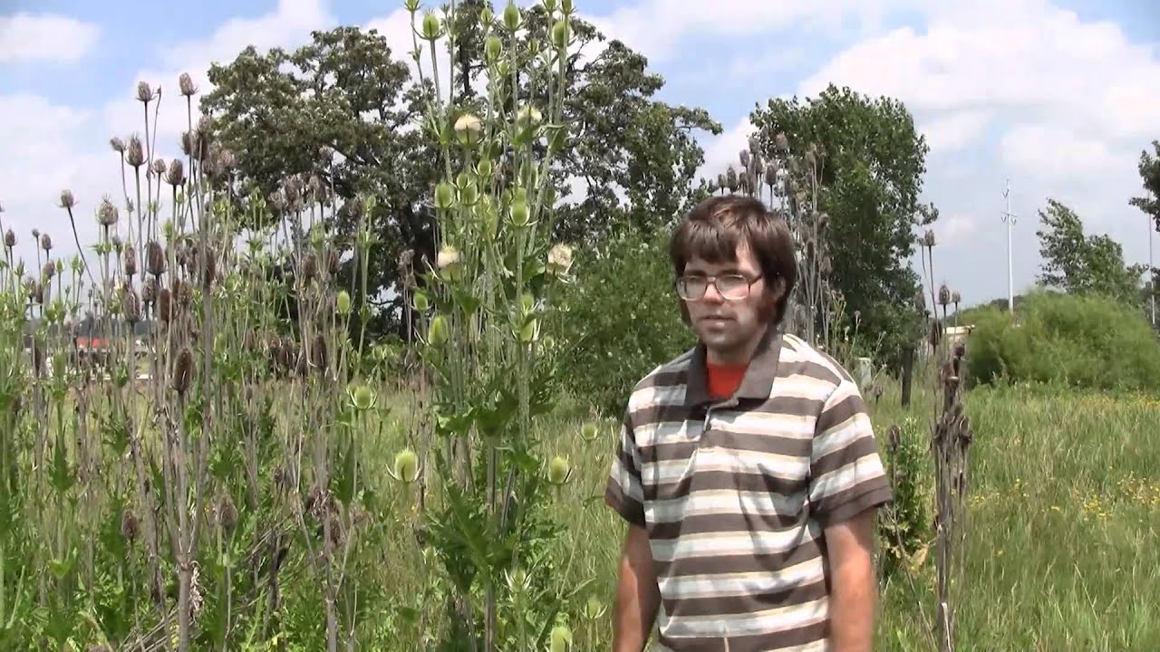 Common Teasel, identification of the Wisconsin Invasive Species Dipsacus fullonum