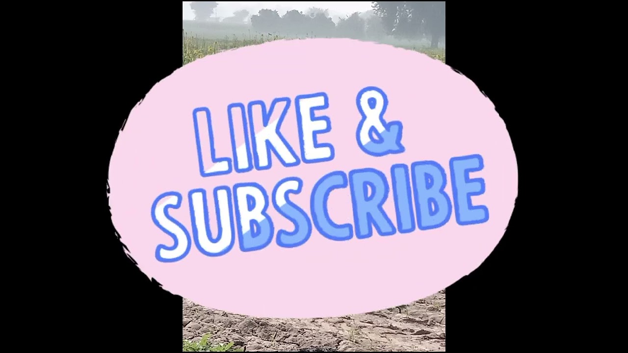 Cows at Desert Nature Villa #cowvideos #cowlove #viral #cow #daily #like #blogger #vlog