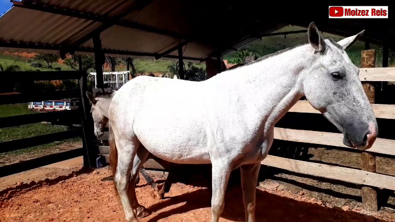 Égua prenha de 6 meses