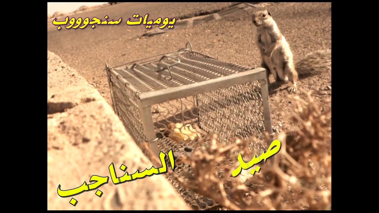 شاهد اول محاولة اقوم بها لصيد السناجب