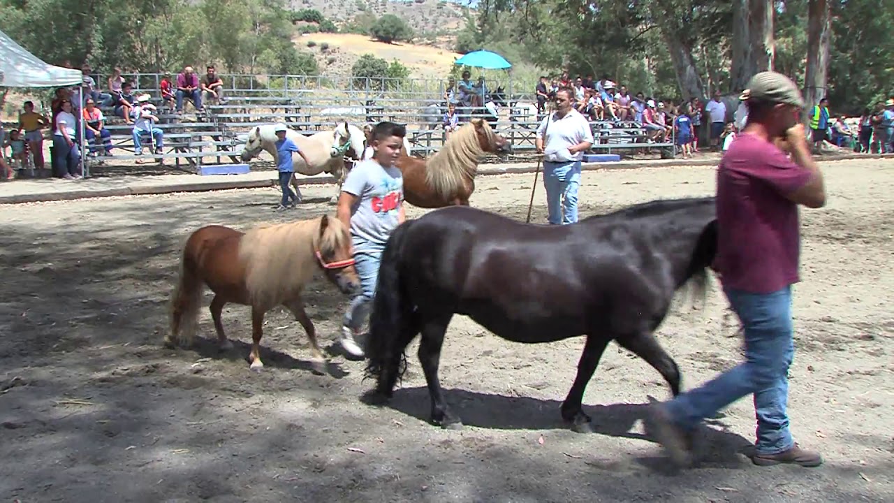 VÍDEO FERIA DE GANADO 050819 NOT7