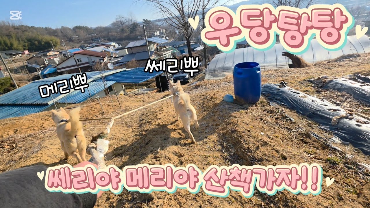 쎄리메리 우당탕탕 산책시키기