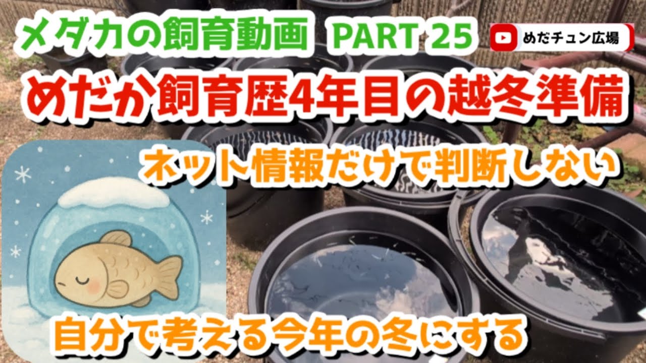 【メダカ】めだか飼育歴4年目❄今年もこの時期が来た！めだかの冬支度開始&チャレンジ❄