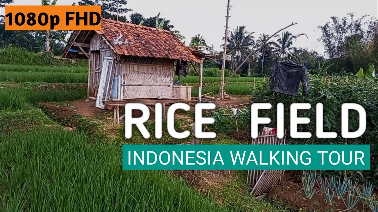 walking in indonesia village - rice field #walkingtour #walkingvideo #walkingvlog #viral #viralvideo