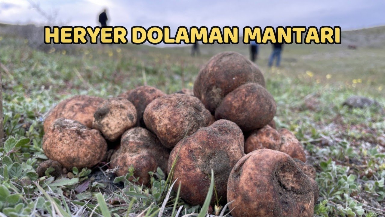 Dolaman Mantarı Nasıl Bulunur? Domalan Mantarı Nisan 2024, Koca Koca Keme Mantarı, Trüf Mantarı 2024