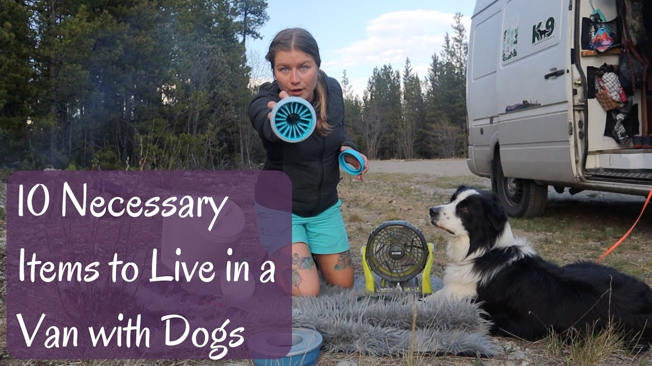 10 Necessary Items to Live in a Van with Dogs