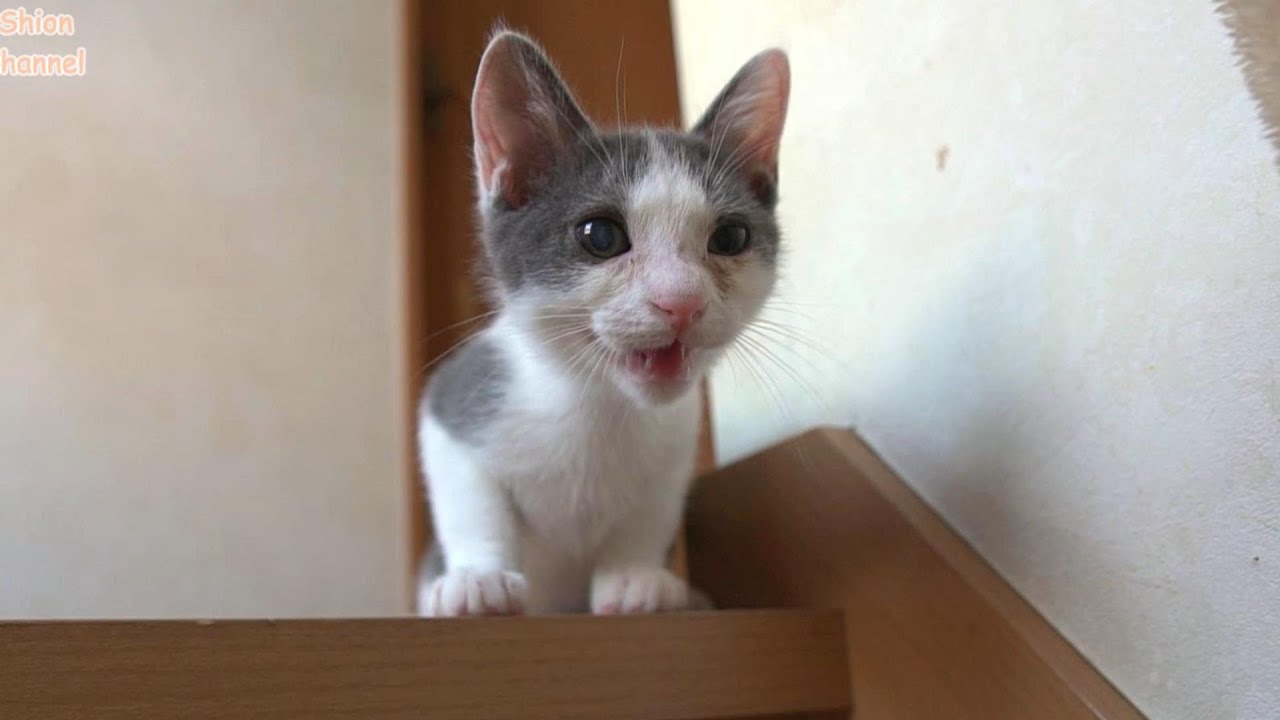 階段を上ったはいいが下りることは考えていなかった子猫