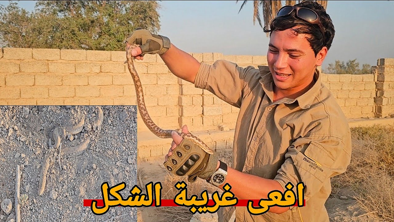 شاهد كيف عثرت على هذه الأفعى _ نوع غريب 