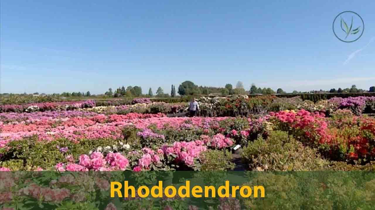 Rhododendron: eine farbenfrohe Heckenpflanze