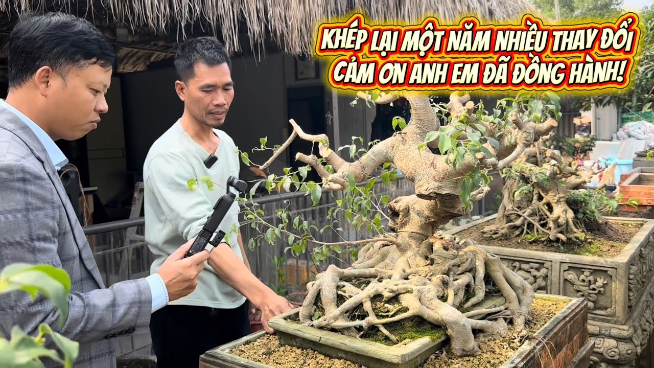Khép Lại Một Năm Nhiều Thay Đổi -Cảm Ơn Sự Tin tưởng Và Đồng Hành #bonsai #bonsaitree #caycanh #cây