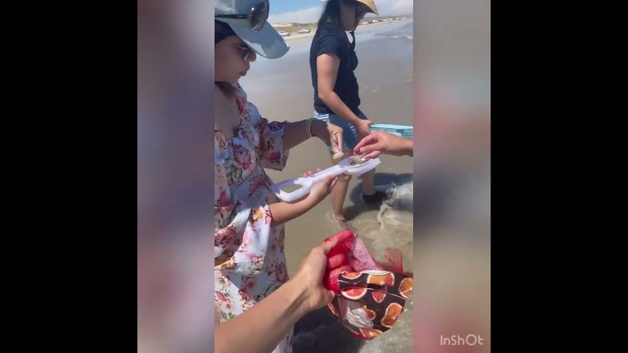 Catching pipis at Goolwa 2022