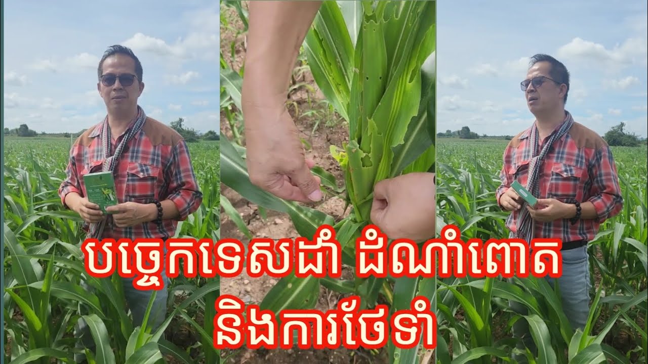 របៀបដាំ ដំណាំពោត និងការថែទាំ /SaraunAgrowClinic