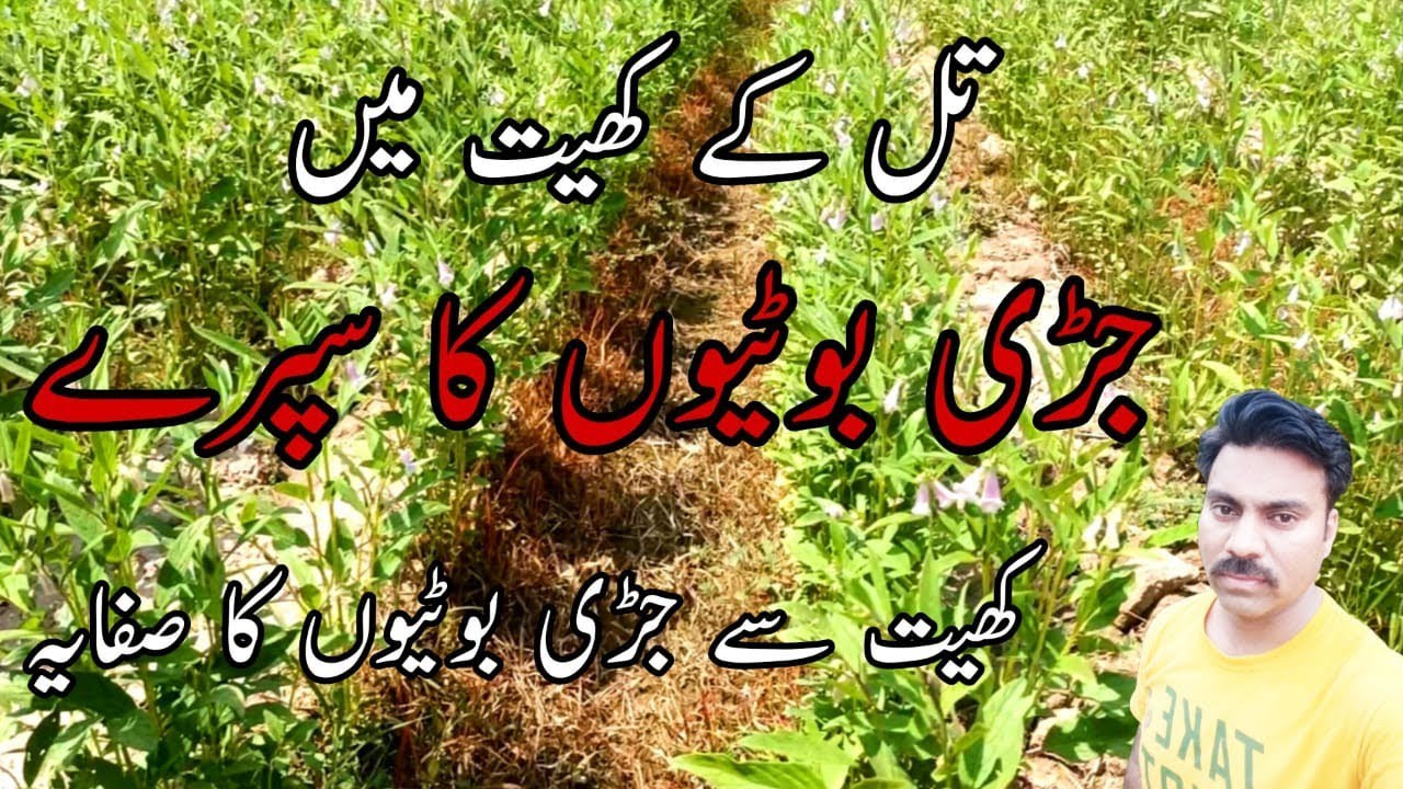 Post emergence herbicide for sesame crop | How to control weeds in sesame field after sowing