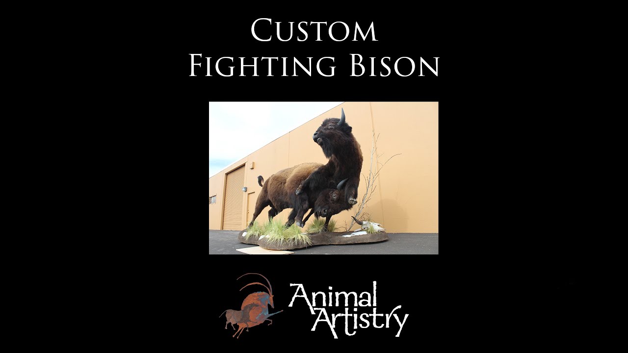 Animal Artistry - Custom Fighting Bison