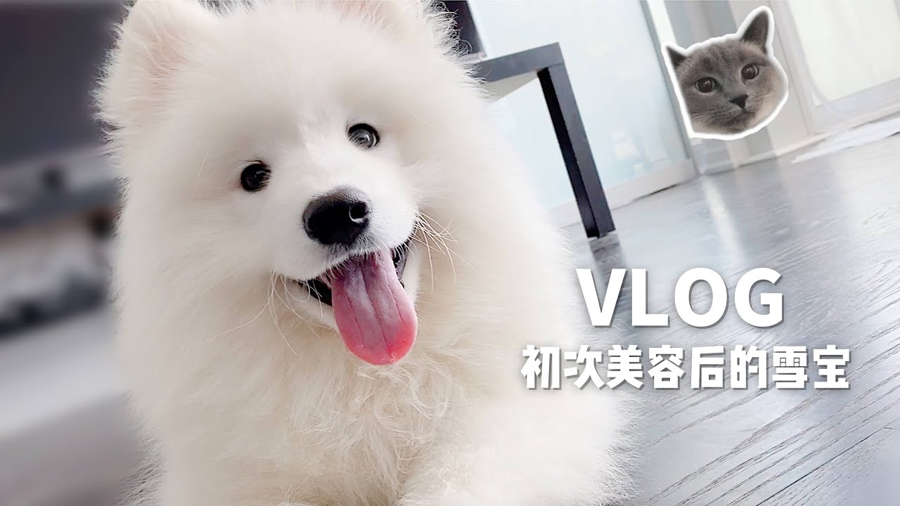 Mufy's Vlog#6 初次美容后的萨摩耶宝宝 | 猫狗和平共处 | 游行前的多伦多 | 片尾有彩蛋喔 | Siamese & Samoyed
