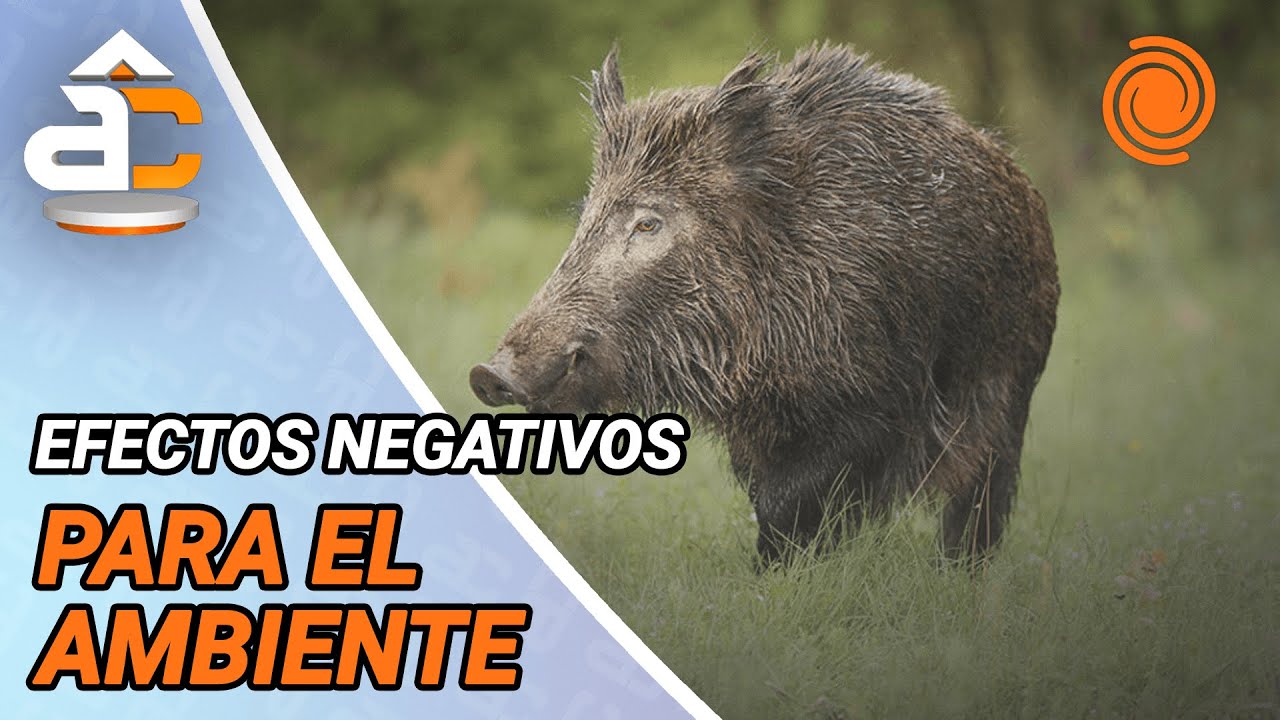 ¿Por qué se autorizó la caza deportiva de JABALÍES?