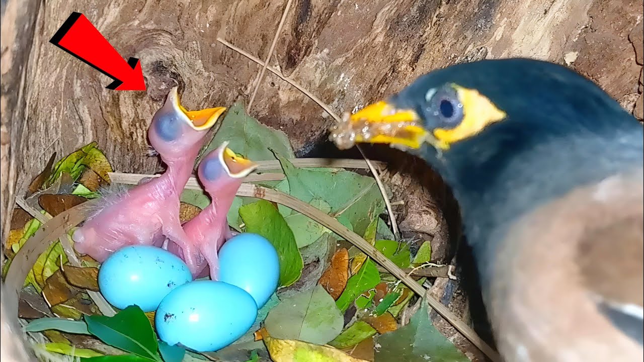 Myna mother feeding two newborn babies in the nest @beautyofnature4988 