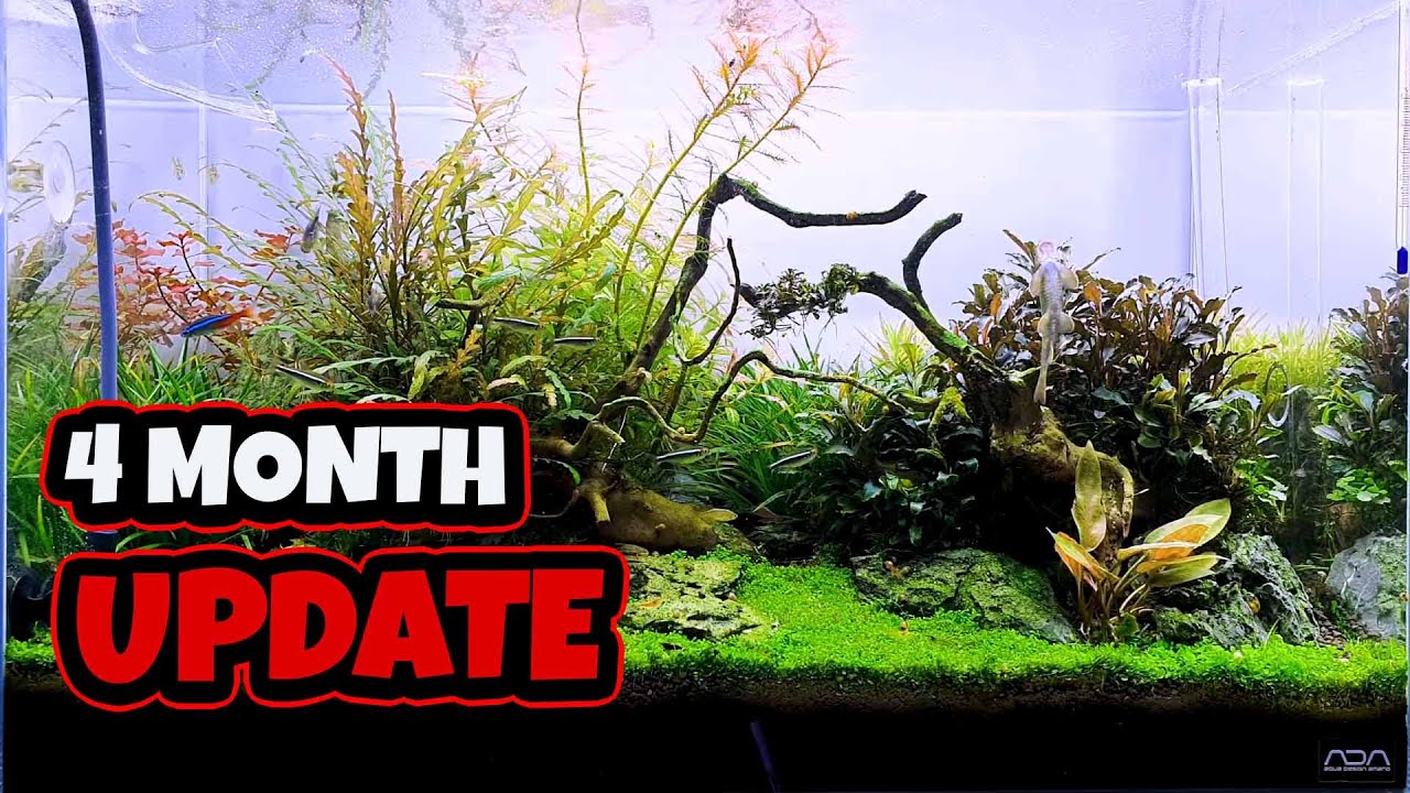 Planted Tank - 4 Month Update