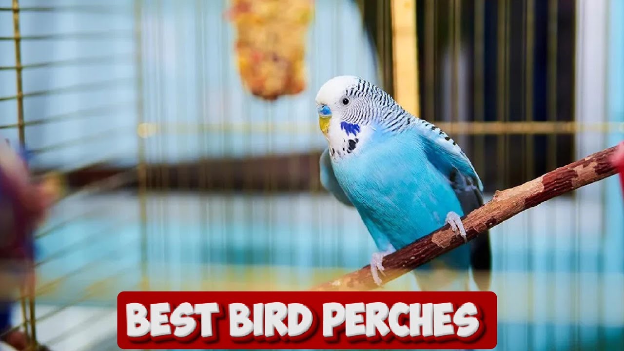 Perch Paradise: Discovering the Best Bird Perches for Comfort, Health, and Happy Feathers!