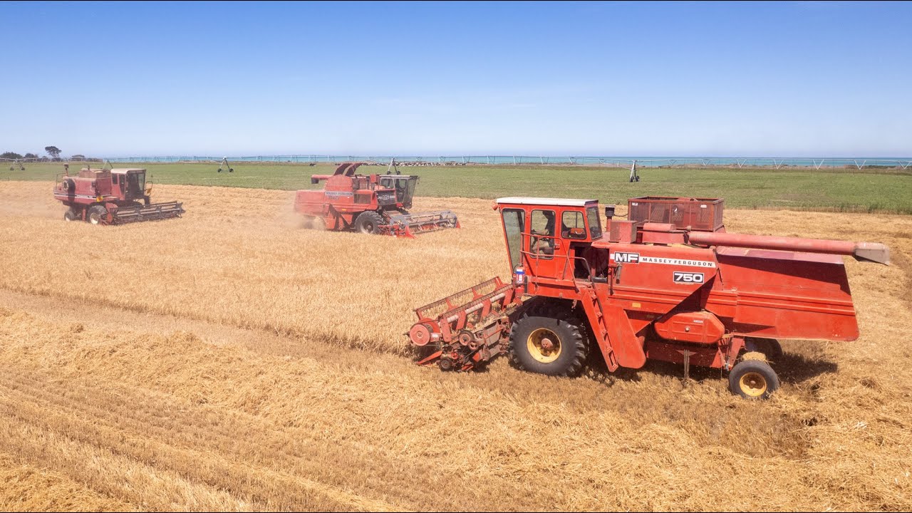 2025 Barley Harvest | Classic Massy Ferguson 865 & 750
