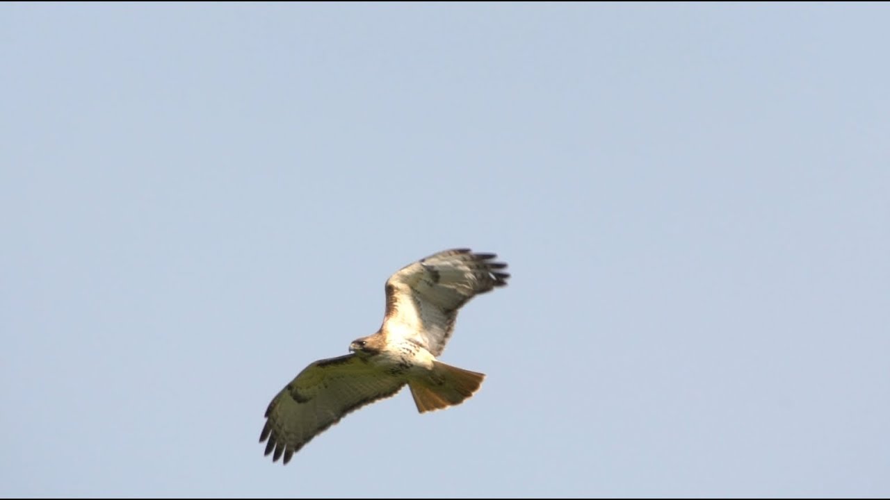 Red-tailed Hawk Soaring, 5/27/2019 (HD)