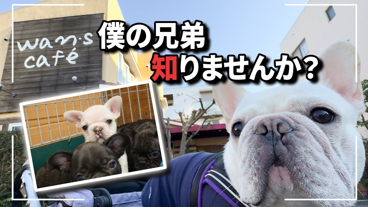 #03【うに太の兄弟探し】　『僕の兄弟知りませんか？』フレンチブルドッグ うに太の兄弟探し【別れた実の兄弟を探して…】