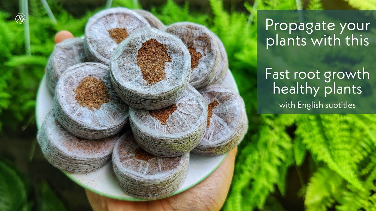 Propagating plants using Jiffy Bags | Jiffy bag | simple propagation method