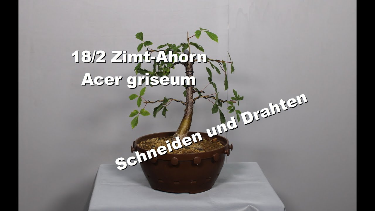 18/2 Zimt Ahorn
