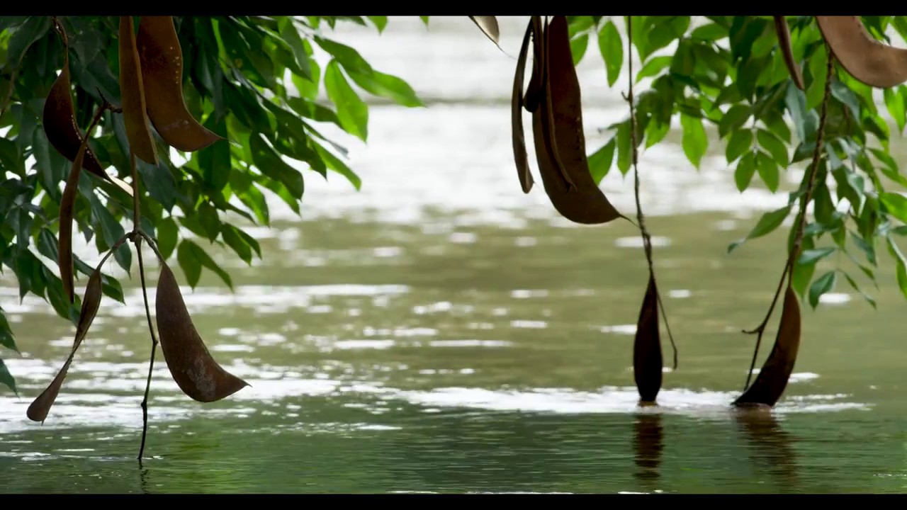 Knini Paati River Resort - Orange Travel Suriname
