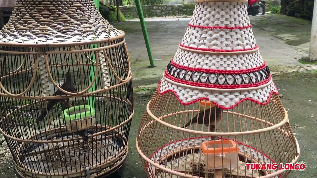 Perkutut lokal alam manggung gacor dan jinak