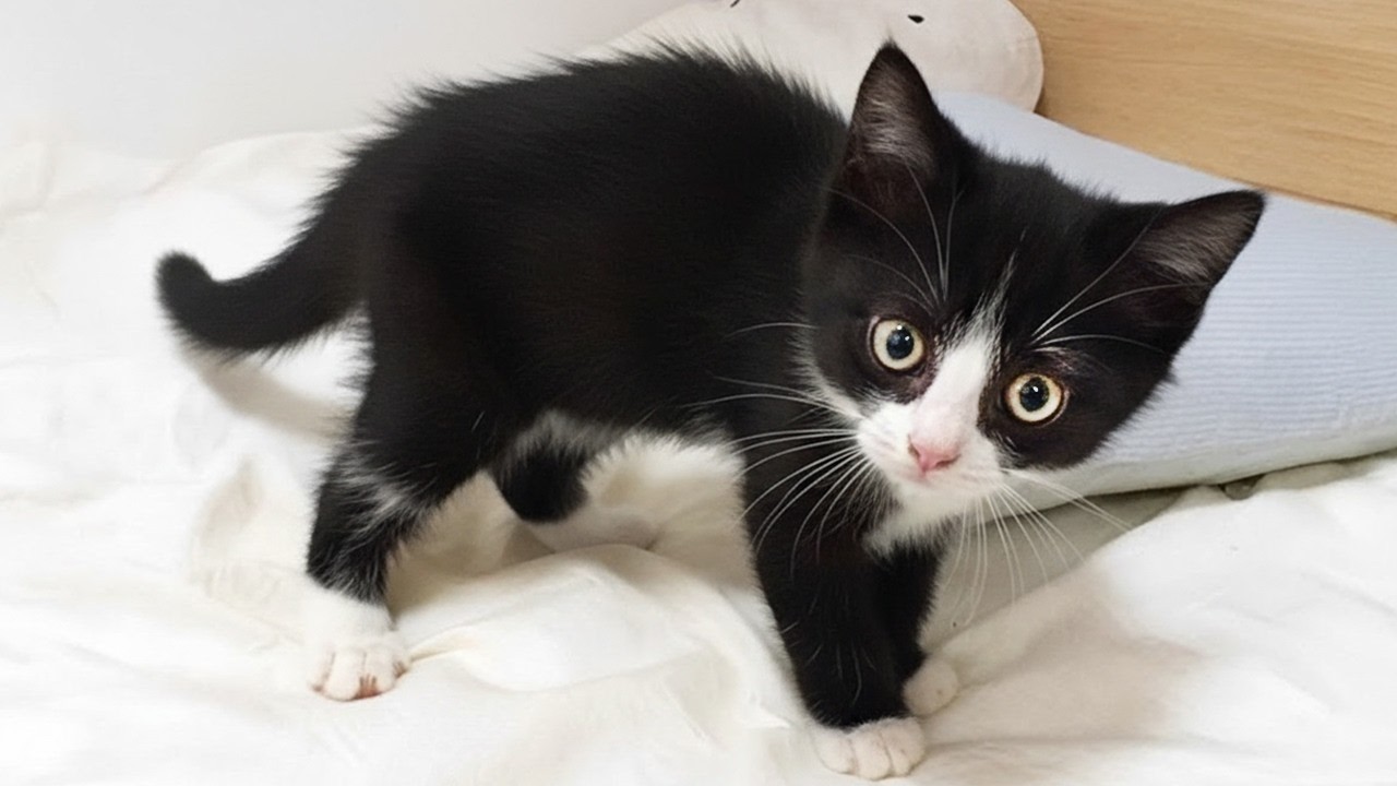 These Tiny Kittens Saw This for the First Time 😻 Cutest Reactions 2026