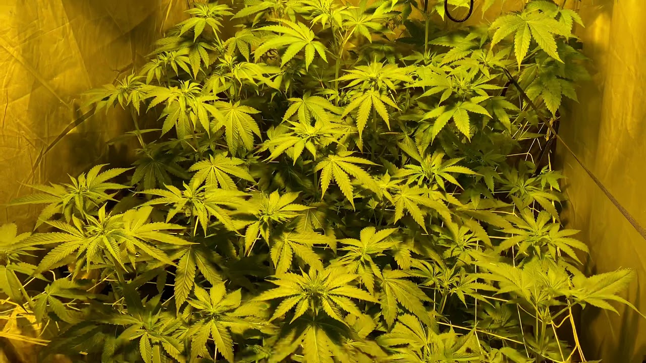 #2 Critical Orange Punch Week 2 Flowering