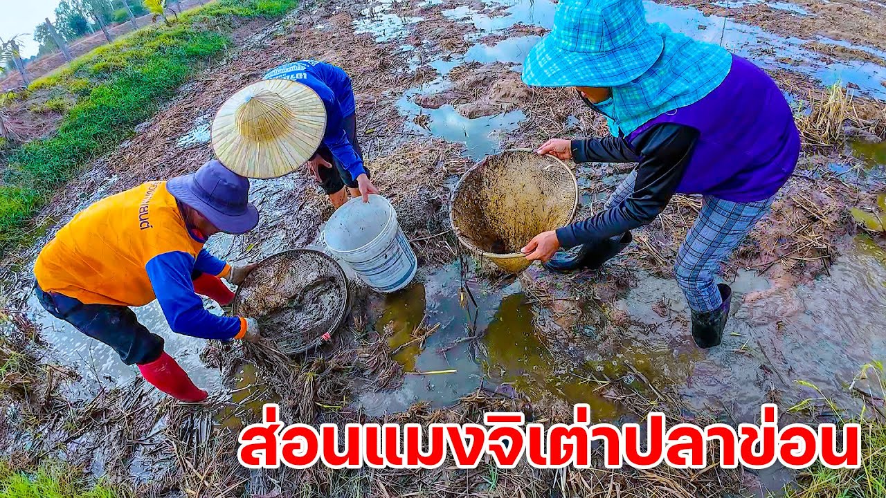 ลุยลงทุ่งนา ส่อนปลาข่อนแมงจิเต่า หมานๆพอได้ป่น