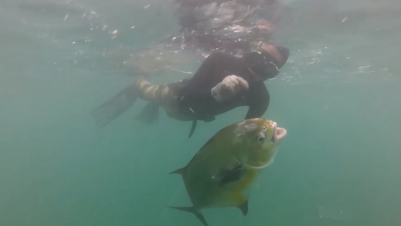 PESCA SUB  DE CAIAQUE SPEARFISHING FROM KAYAK TRANSI&Ccedil;&Atilde;O DE TEMPORADA 2018\2019  DIA DIVER TIDO!!