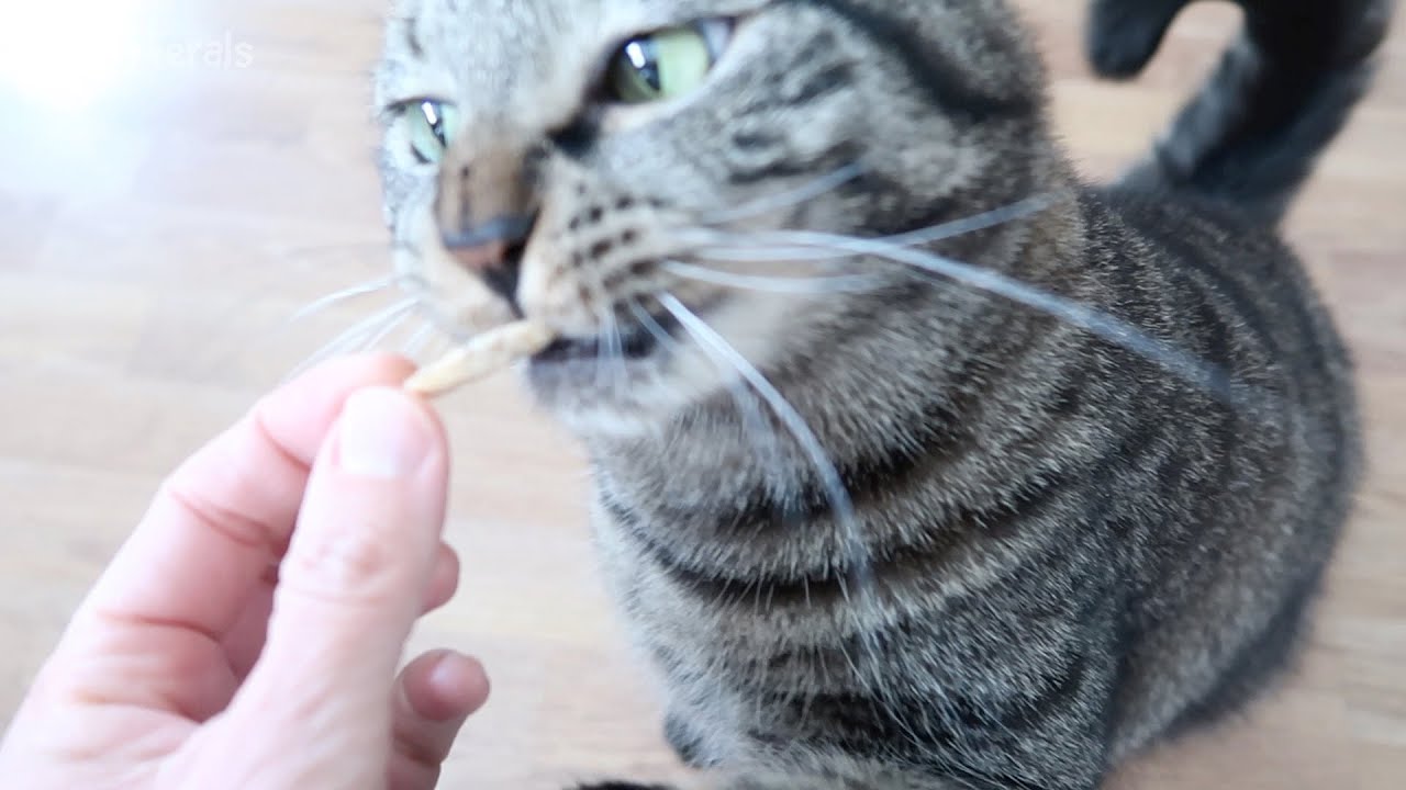 Simba Yawannaminnow? - Cat Loves Eating Dried Fish